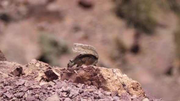 Squirrel in the sahara desert 