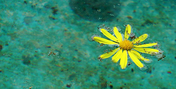 Yellow Flower on the Water