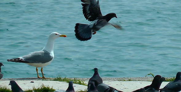 Seagulls and Pigeons near the Sea