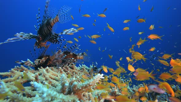 Tropical Underwater Colourful Reef Lionfish