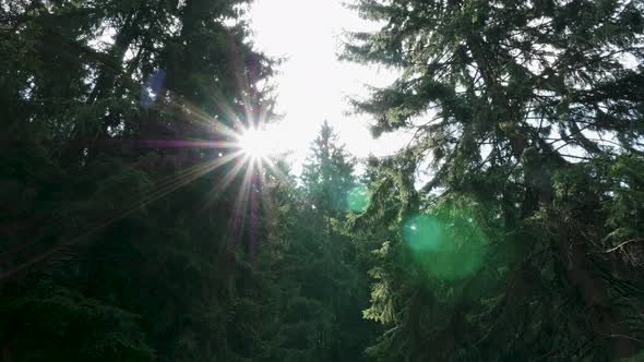 Beautiful View of Sun Between Branches in the Forest