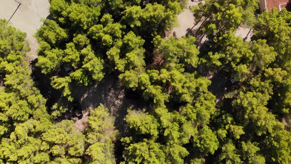Aerial of flying over a beautiful green forest and sea