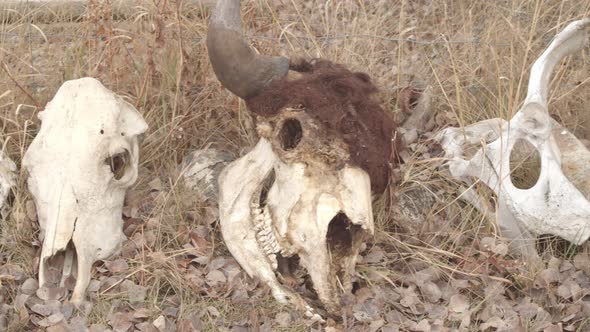 collection of animal skulls laid out in front of an old garden fence.