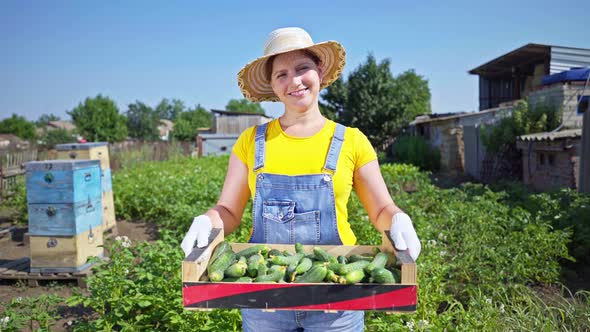 woman with a box of cucumbers in her hands. farmer at the plantation