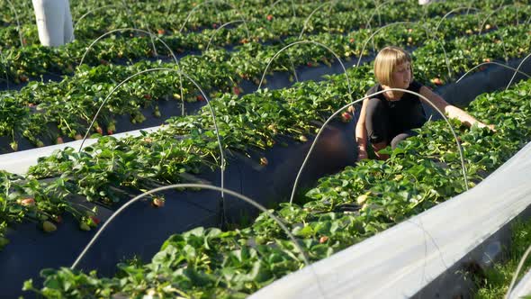 Girl picking strawberries in the farm 4k