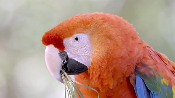 Pretty colorful Ara Macao Parrot eating grass and plants outdoors in wilderness - close up portrait