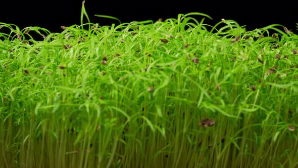 Timelapse of Fresh Green Dill Sprouts Growing