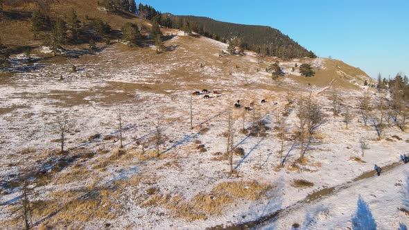 A herd of horses grazes on a snow-covered hillside with dry yellowed cereals