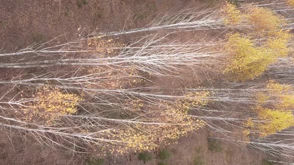 Vertical Video of a Forest with Many Trees in Autumn