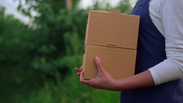 Agronomist Hands Hold Cherries Crate