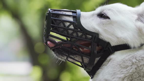 White Shepherd Muzzled. Close-up of a Swiss Shepherd Dog with a Muzzle