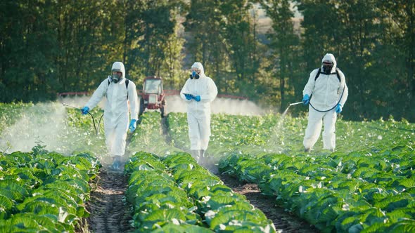 Farm Workers in Protective Suits and Respirators Spray the Plantations with Chemicals