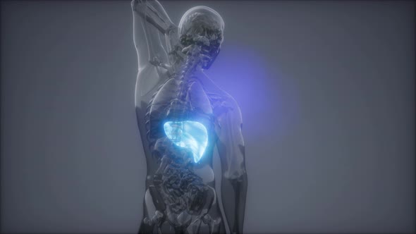 Human Liver Radiology Exam alt