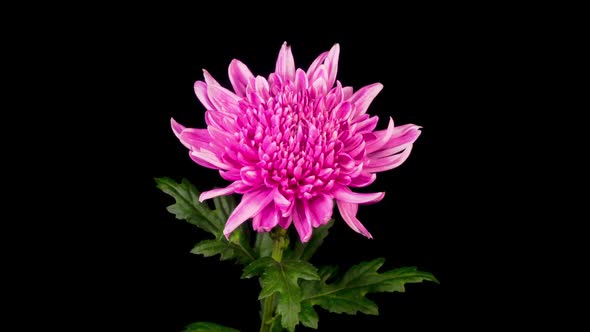 Beautiful Pink Chrysanthemum Flower Opening