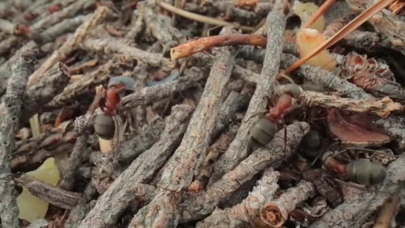 Wild Ant Hill in the Forest Super Macro Closeup Shot