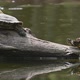 Pond Sliders AKA Red Eared Terrapin Turtles  Trachemys Scripta Elegans - VideoHive Item for Sale