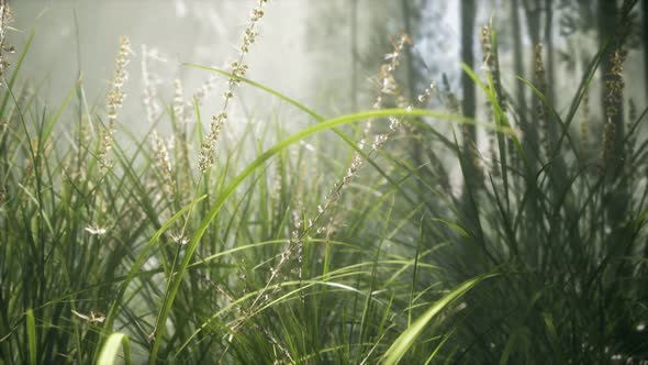 Grass Flower Field with Soft Sunlight for Background.