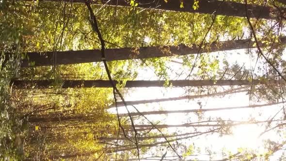 Vertical Video of an Autumn Forest During the Day in Ukraine