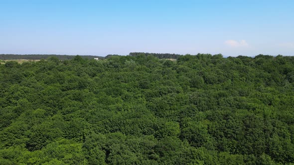 aerial view forest