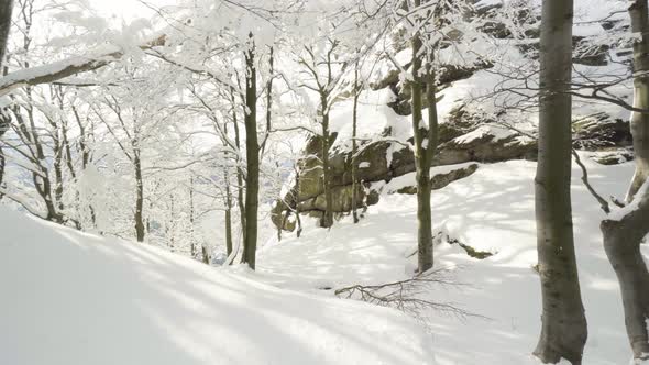 Snowcovered Forest in Winter