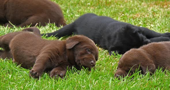 Labrador Retriever, Black and Brown Puppies on the Lawn, Sleeping, Normandy, 4K Slow Motion