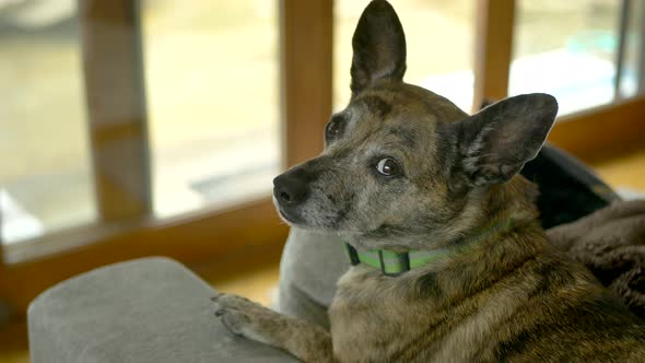 A small brown short hair dog sits on the couch on a rainy day and looks curiously at the camera.