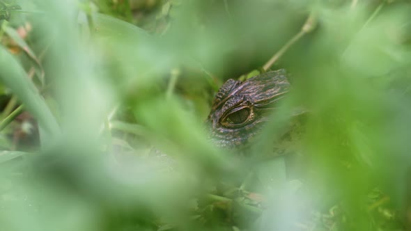 Spectacled Caiman (caiman crocodilus), Baby Animals in Costa Rica, Close Up Portrait of Rainforest W