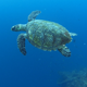 Hawksbill Sea Turtle Swimming Underwater - VideoHive Item for Sale