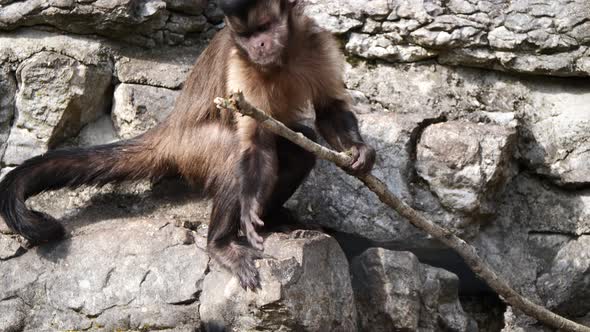 Super slow motion of cute wild Capuchin monkey taking branch and watching confused - close up shot o