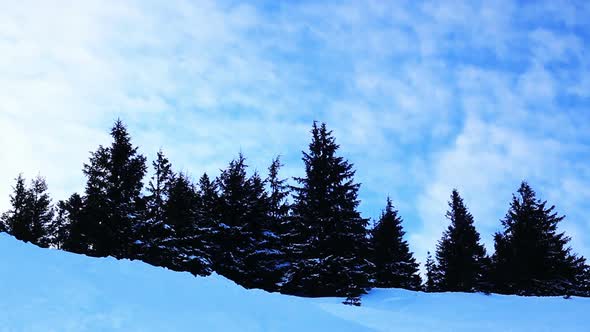 Winter Trees Under Snow. Winter in Mountains. Ukraine Carpathians Dragobrat