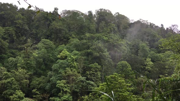 Aerial view of foggy rainforest or tropical forest. Flight over of jungle in Bali, Indonesia.