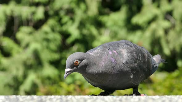 Wild Pigeon on Country Road - 02