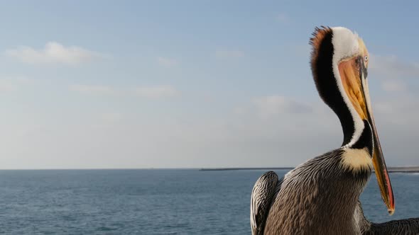 Wild Brown Pelican on Pier California Ocean Beach USA