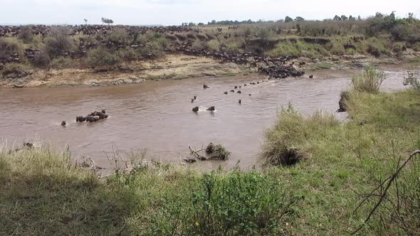 Massive confusion of Wildebeest begin muddy river crossing in Kenya