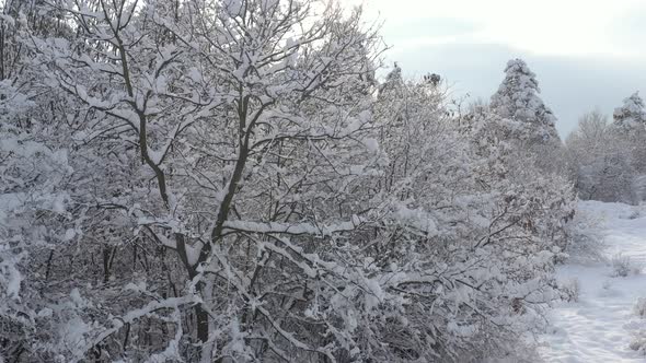 White branches of trees by winter 4K drone video