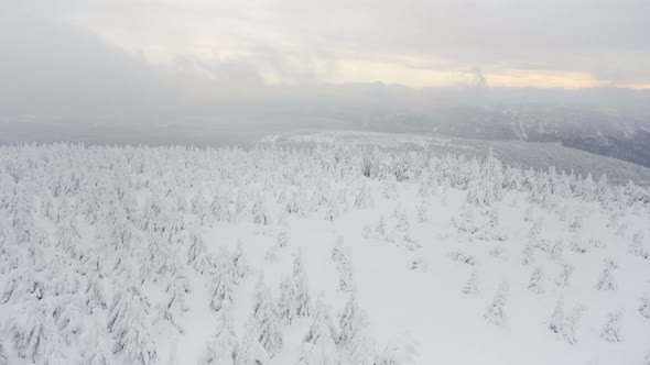 A Snowcovered Forest Winter Landscape  Top View