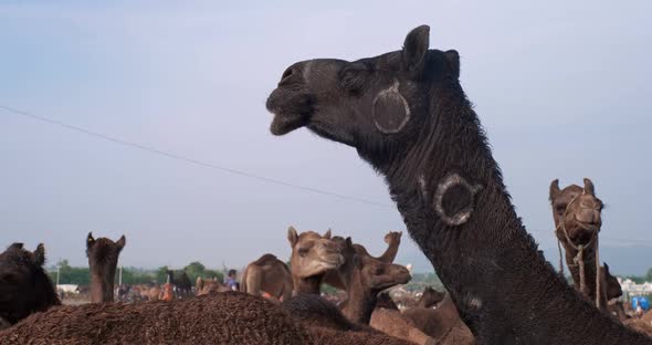 Camels at Pushkar Mela Camel Fair Festival in Field Eating Chewing