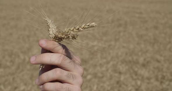 Checking Wheat Quality