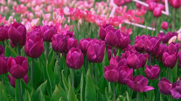 Purple Tulips on the Sunset