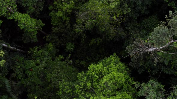 Aerial view of tropical forest in the Amazon of Ecuador