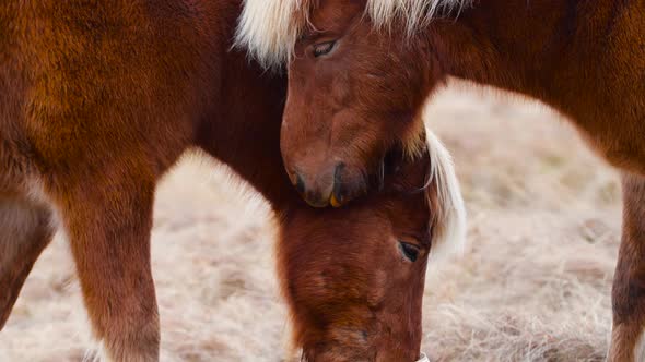 Portraits of an Icelandic Brown Horses Closeup Icelandic Stallion Posing in a Field Surrounded By