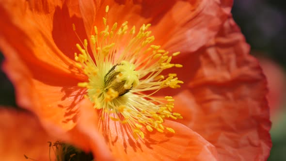 Detailed orange boreal flowering plant Iceland Poppy in the garden 4K 2160p 30fps UltraHD footage - 
