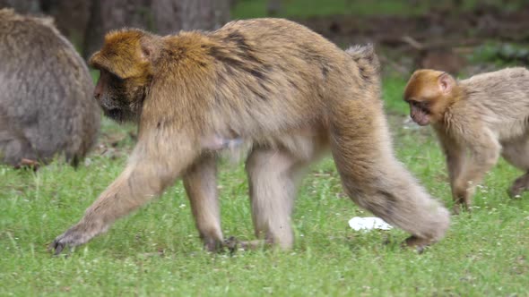 Barbary apes walking over a field