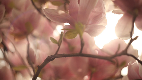 Blooming Magnolias