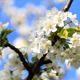 Cherry Flower - VideoHive Item for Sale