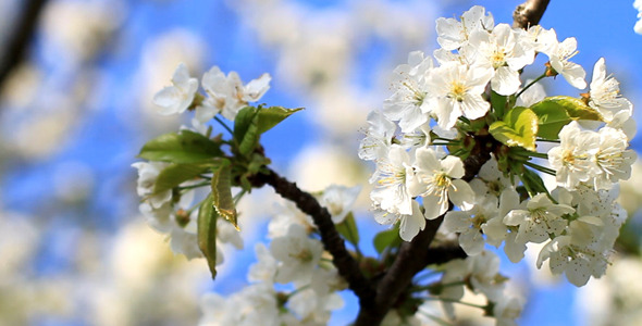 Cherry Flower