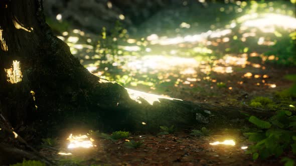 Sunlight Rays Pour Through Leaves in a Rainforest