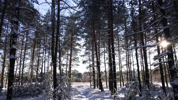 Frosty Sunny Winter Landscape in Snowy Pine Forest