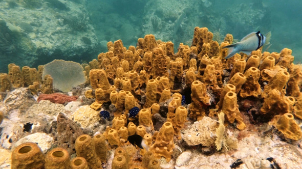 Fish Swim in a Reef of Tube Sponge