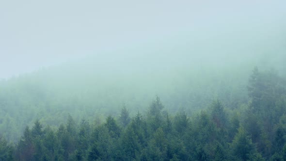 Mist Passing Over Mountainside Trees